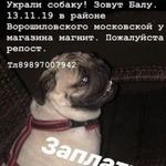 Подробнее об объявлении «Ростов-на-Дону Пропала собака» Фото: пропала собака Мопс «Ростов-на-Дону Пропала собака» в г. Ростов-на-Дону