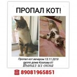 Подробнее об объявлении «Пропал кот Ростов-на-Дону» Фото: пропала кошка  «Пропал кот Ростов-на-Дону» в г. Ростов-на-Дону