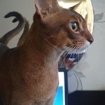 Подробнее об объявлении «Ульяновск Пропал кот 17.11.2019 в с.баратаевка» Фото: пропала кошка Абиссинская «Ульяновск Пропал кот 17.11.2019 в с.баратаевка» в г. Ульяновск