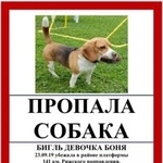Подробнее об объявлении «Москва Пропала собака» Фото: пропала собака Бигль «Москва Пропала собака» в г. Москва