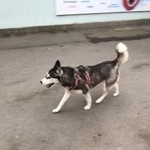 Подробнее об объявлении «Таганрог Пропала собака» Фото: пропала собака Сибирская хаски «Таганрог Пропала собака» в г. Таганрог