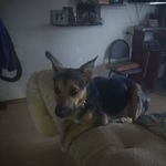 Подробнее об объявлении «Пропала собака кобель Самара» Фото: пропала собака  «Пропала собака кобель Самара» в г. Самара