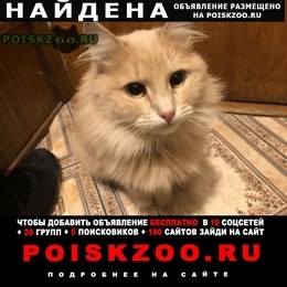Подробнее об объявлении «Москва Найдена кошка» Фото: найдена кошка  «Москва Найдена кошка» в г. Москва