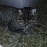 Подробнее об объявлении «Ангарск Найден кот.» Фото: найдена кошка  «Ангарск Найден кот.» в г. Ангарск