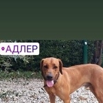 Подробнее об объявлении «Пропала собака кобель в е Адлер» Фото: пропала собака Родезийский риджбек «Пропала собака кобель в е Адлер» в г. Адлер