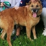 Подробнее об объявлении «Подольск Пропала собака кобель» Фото: пропала собака  «Подольск Пропала собака кобель» в г. Подольск