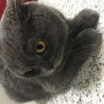 Подробнее об объявлении «Найдена кошка Самара» Фото: найдена кошка  «Найдена кошка Самара» в г. Самара