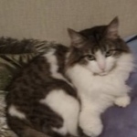 Подробнее об объявлении «Москва Пропала кошка» Фото: пропала кошка  «Москва Пропала кошка» в г. Москва