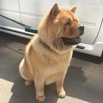 Подробнее об объявлении «Армавир Пропала собака кобель» Фото: пропала собака Чау-чау «Армавир Пропала собака кобель» в г. Армавир