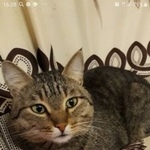 Подробнее об объявлении «Пропал кот Кемерово» Фото: пропала кошка  «Пропал кот Кемерово» в г. Кемерово