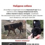 Подробнее об объявлении «Раменское Найдена собака кобель американская акита» Фото: найдена собака  «Раменское Найдена собака кобель американская акита» в г. Раменское