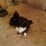 Подробнее об объявлении «Пропала собака кобель чихуахуа. спб. Санкт-Петербург» Фото: пропала собака Чихуахуа «Пропала собака кобель чихуахуа. спб....» в г. Санкт-Петербург