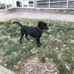 Подробнее об объявлении «Найдена собака черная собака в коричневом ошейнике Нижний Новгород» Фото: найдена собака  «Найдена собака черная собака в коричневом...» в г. Нижний Новгород