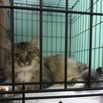 Подробнее об объявлении «Москва Найдена кошка» Фото: найдена кошка  «Москва Найдена кошка» в г. Москва