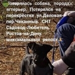 Подробнее об объявлении «Ростов-на-Дону Пропала собака кобель ягтерьер.» Фото: пропала собака Ягд-терьер «Ростов-на-Дону Пропала собака кобель ягтерьер.» в г. Ростов-на-Дону
