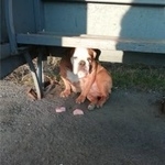 Подробнее об объявлении «Воронеж Найдена собака» Фото: найдена собака Английский бульдог «Воронеж Найдена собака» в г. Воронеж