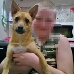 Подробнее об объявлении «Волгоград Пропала собака кобель» Фото: пропала собака  «Волгоград Пропала собака кобель» в г. Волгоград