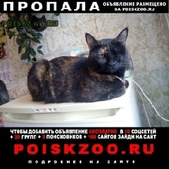 Подробнее об объявлении «Саратов Пропала кошка» Фото: пропала кошка  «Саратов Пропала кошка» в г. Саратов