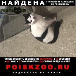 Подробнее об объявлении «Екатеринбург Найдена кошка черно белая кошка» Фото: найдена кошка  «Екатеринбург Найдена кошка черно белая кошка» в г. Екатеринбург
