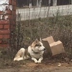 Подробнее об объявлении «Боровск Найдена собака кобель срочно ищем хозяина» Фото: найдена собака  «Боровск Найдена собака кобель срочно ищем хозяина» в г. Боровск