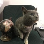 Подробнее об объявлении «Найдена кошка Курган» Фото: найдена кошка  «Найдена кошка Курган» в г. Курган