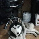 Подробнее об объявлении «Найдена собака хаски Москва» Фото: найдена собака Сибирская хаски «Найдена собака хаски Москва» в г. Москва
