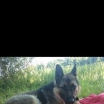 Подробнее об объявлении «Пропала собака прошу вернуть за вознаграждение Смоленск» Фото: пропала собака Немецкая овчарка «Пропала собака прошу вернуть за вознаграждение...» в г. Смоленск
