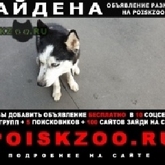 Подробнее об объявлении «Найдена собака кобель хаски Москва» Фото: найдена собака Сибирская хаски «Найдена собака кобель хаски Москва» в г. Москва