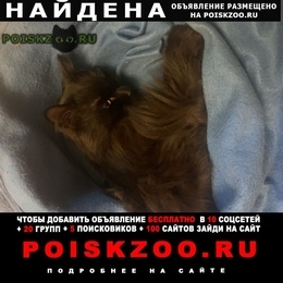 Подробнее об объявлении «Москва Найден кот чёрный» Фото: найдена кошка  «Москва Найден кот чёрный» в г. Москва