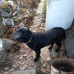 Подробнее об объявлении «Шлиссельбург Найдена собака черный лабрадор» Фото: найдена собака Лабрадор ретривер «Шлиссельбург Найдена собака черный лабрадор» в г. Шлиссельбург