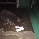 Подробнее об объявлении «Найдена кошка Курган» Фото: найдена кошка  «Найдена кошка Курган» в г. Курган