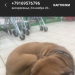 Подробнее об объявлении «Найдена собака кобель на ул львовская 2 ошейника Нижний Новгород» Фото: найдена собака Стаффордширский бультерьер «Найдена собака кобель на ул львовская 2...» в г. Нижний Новгород