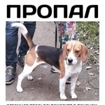 Подробнее об объявлении «Пропала собака кобель бигль спб Санкт-Петербург» Фото: пропала собака Бигль «Пропала собака кобель бигль спб Санкт-Петербург» в г. Санкт-Петербург