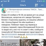Подробнее об объявлении «Пропала собака кобель пёс барни Липецк» Фото: пропала собака  «Пропала собака кобель пёс барни Липецк» в г. Липецк