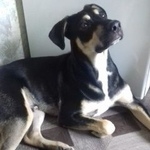 Подробнее об объявлении «Пропала собака кобель помогите найти друга  Реутов» Фото: пропала собака  «Пропала собака кобель помогите найти друга  Реутов» в г. Реутов