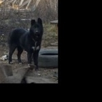 Подробнее об объявлении «Пропала собака кобель Санкт-Петербург» Фото: пропала собака  «Пропала собака кобель Санкт-Петербург» в г. Санкт-Петербург