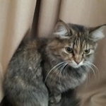 Подробнее об объявлении «Найдена кошка Нижний Новгород» Фото: найдена кошка  «Найдена кошка Нижний Новгород» в г. Нижний Новгород