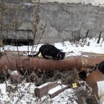 Подробнее об объявлении «Найдена кошка Курган» Фото: найдена кошка  «Найдена кошка Курган» в г. Курган