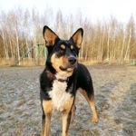 Подробнее об объявлении «Лобня Найдена собака очень грустная собака» Фото: найдена собака  «Лобня Найдена собака очень грустная собака» в г. Лобня