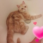 Подробнее об объявлении «Адлер Пропал кот, мкр.мирный, ул. кленовая 5» Фото: пропала кошка  «Адлер Пропал кот, мкр.мирный, ул. кленовая 5» в г. Адлер