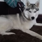 Подробнее об объявлении «Пропала собака хаски Хабаровск» Фото: пропала собака Сибирская хаски «Пропала собака хаски Хабаровск» в г. Хабаровск