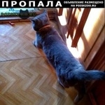 Подробнее об объявлении «Пропал кот британец кот Сходня» Фото: пропала кошка Британская короткошерстная «Пропал кот британец кот Сходня» в г. Сходня
