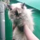 Подробнее об объявлении «Найдена кошка Колпино» Фото: найдена кошка Сиамская «Найдена кошка Колпино» в г. Колпино