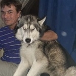 Подробнее об объявлении «Пропала собака кобель маламут.. снт арбат Дмитров» Фото: пропала собака  «Пропала собака кобель маламут.. снт арбат Дмитров» в г. Дмитров