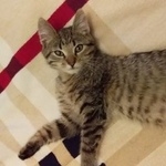 Подробнее об объявлении «Брянск Пропал котёнок» Фото: пропала кошка  «Брянск Пропал котёнок» в г. Брянск