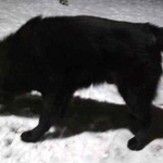 Подробнее об объявлении «Найдена собака кобель чёрный большой лохматый мальчик Санкт-Петербург» Фото: найдена собака  «Найдена собака кобель чёрный большой лохматый...» в г. Санкт-Петербург