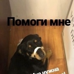 Подробнее об объявлении «Найдена собака Курган» Фото: найдена собака  «Найдена собака Курган» в г. Курган