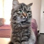 Подробнее об объявлении «Найдена кошка Курган» Фото: найдена кошка  «Найдена кошка Курган» в г. Курган