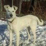 Подробнее об объявлении «Тюмень Пропала собака кобель за вознаграждение» Фото: пропала собака  «Тюмень Пропала собака кобель за вознаграждение» в г. Тюмень