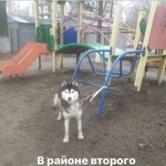 Подробнее об объявлении «Найдена собака Ростов-на-Дону» Фото: найдена собака Сибирская хаски «Найдена собака Ростов-на-Дону» в г. Ростов-на-Дону
